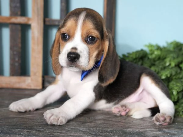 Beagle cuccioli maschio e femmina | Foto 0