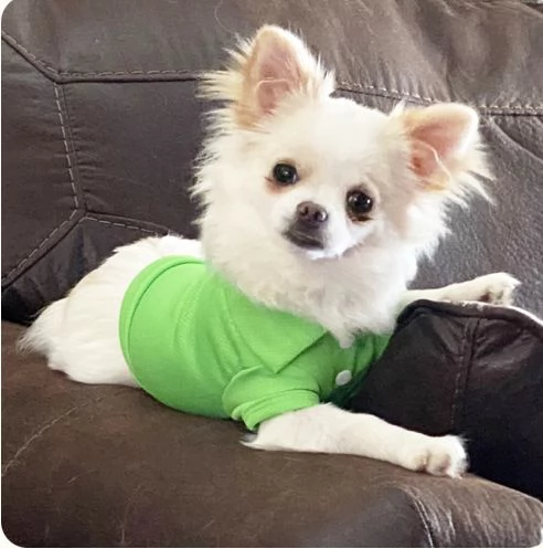 Chihuahua cuccioli maschio e femmina | Foto 1