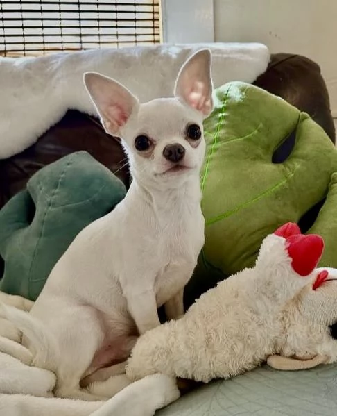 Chihuahua cuccioli maschio e femmina | Foto 0