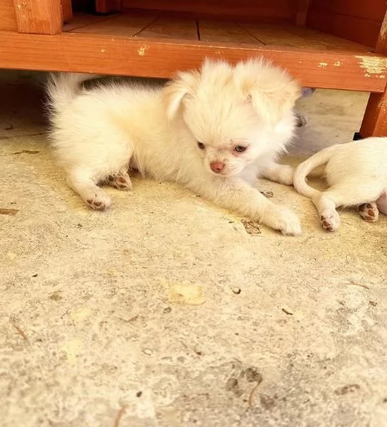 Chihuahua cuccioli maschio e femmina