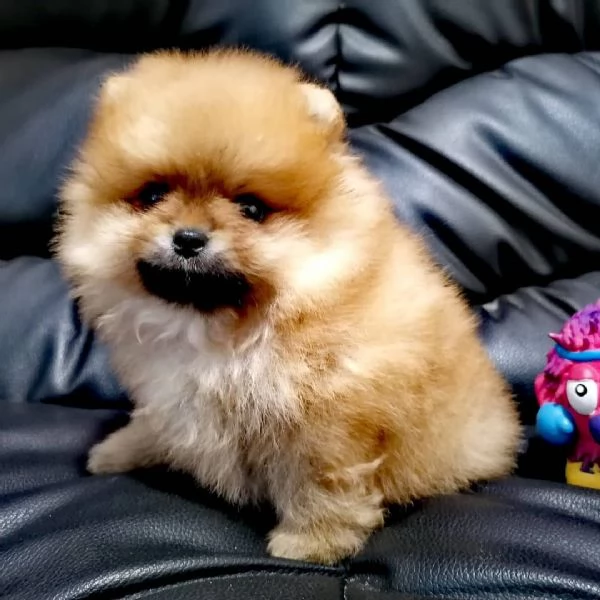 Mini Pomeranian toy cuccioli maschio e femmina