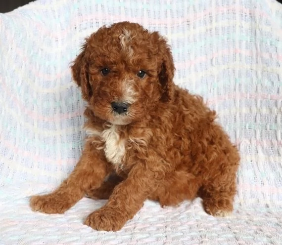 Barboncino Toy cuccioli maschio e femmina | Foto 0