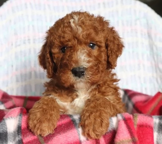 Barboncino Toy cuccioli maschio e femmina