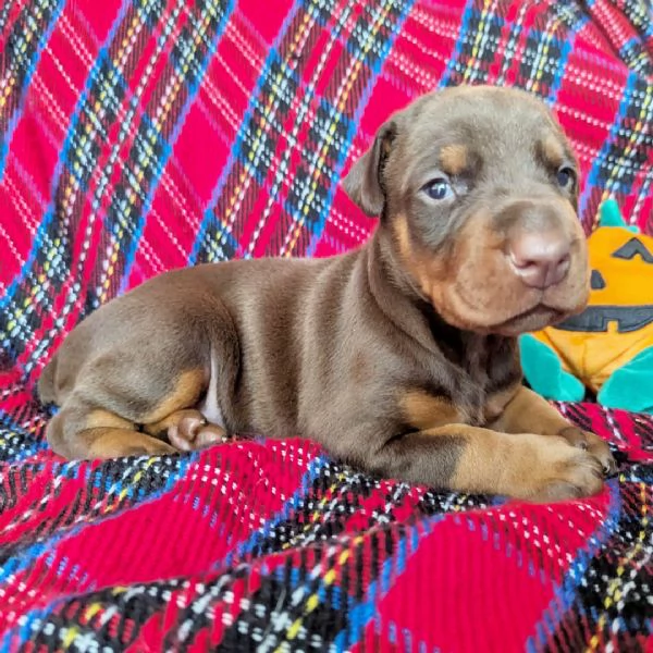 Dobermann cuccioli maschio e femmina