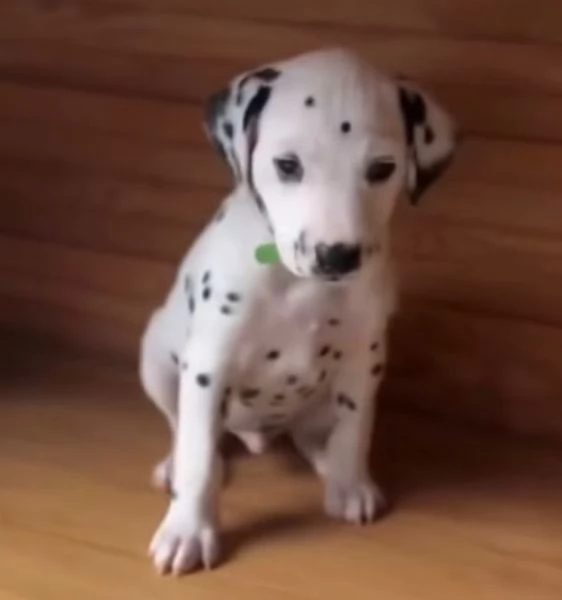 Dalmata cuccioli maschio e femmina | Foto 1