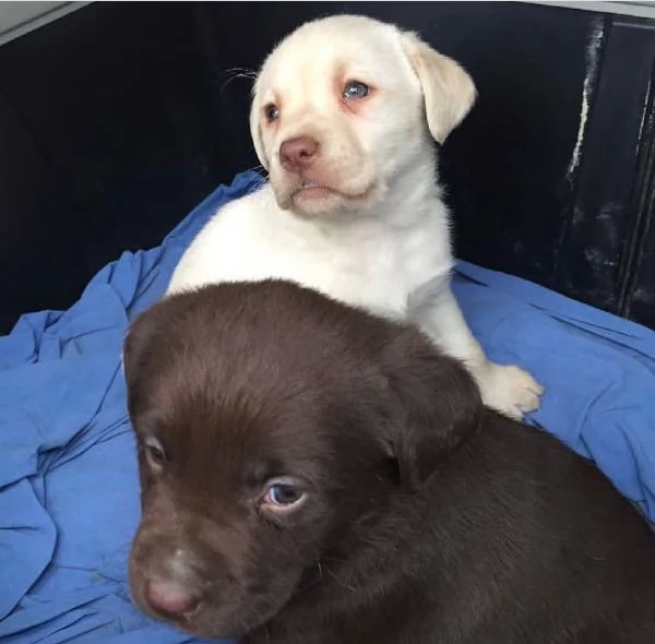 Labrador Retriever cuccioli maschio e femmina