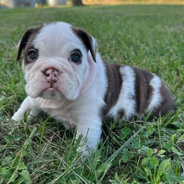 Bulldog Inglese cuccioli maschio e femmina