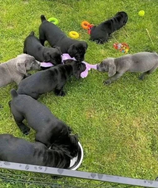 Regalo Cane Corso mini   cuccioli maschio e femmina