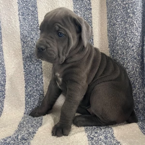 Regalo Cane Corso mini   cuccioli maschio e femmina | Foto 2