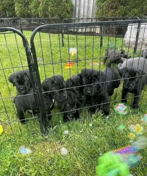 Regalo Cane Corso mini   cuccioli maschio e femmina | Foto 1