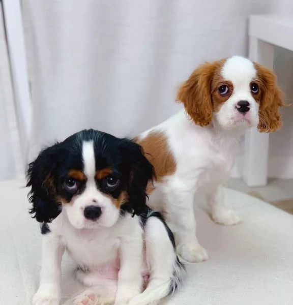 Cavalier King Charles cuccioli maschio e femmina