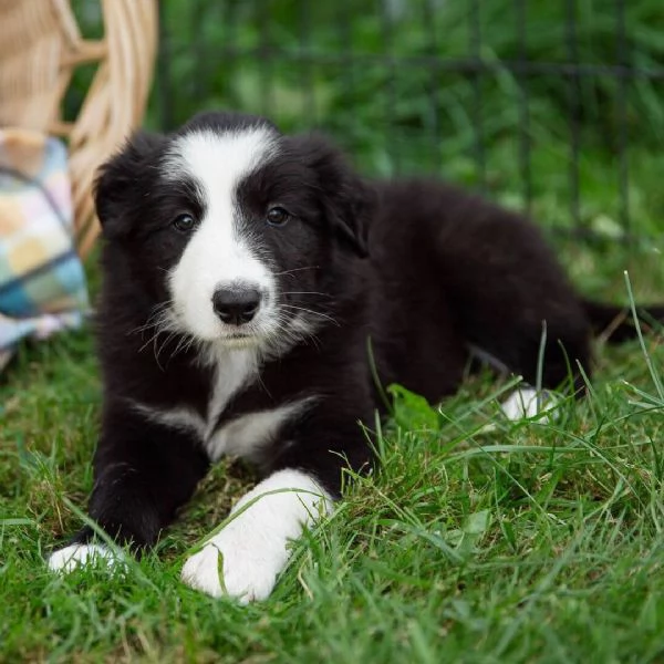 Border Collie cuccioli maschio e femmina | Foto 0
