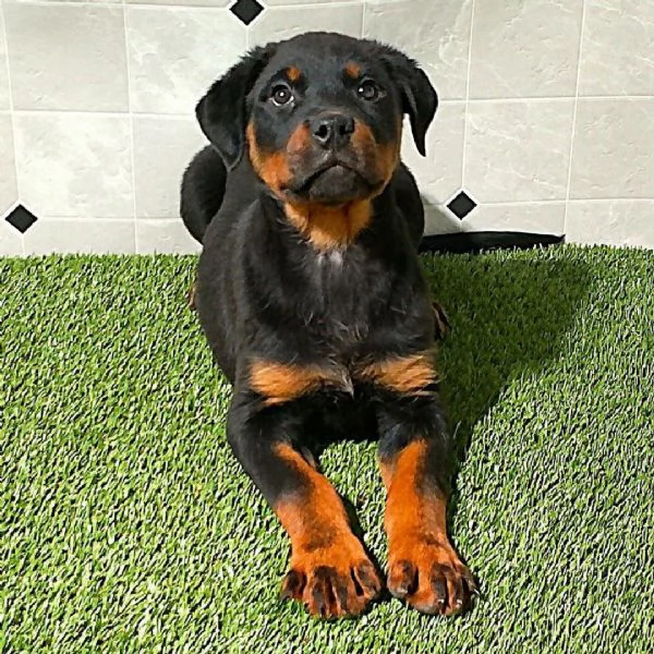 Rottweiler cuccioli maschio e femmina | Foto 0