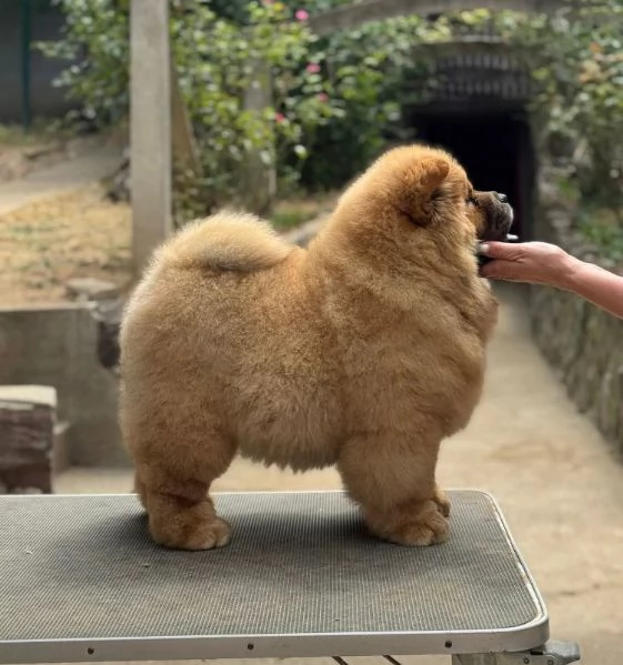 Chow Chow cuccioli maschio e femmina