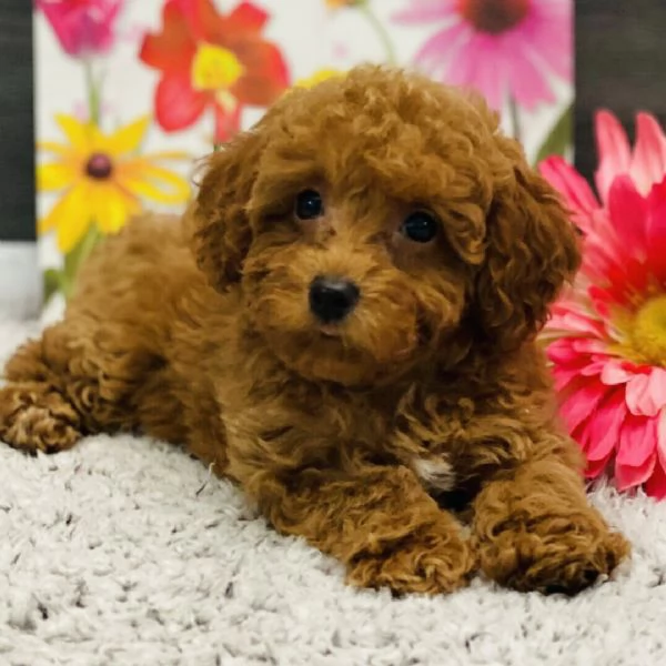 Barboncino cuccioli maschio e femmina | Foto 0