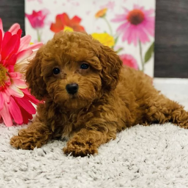 Barboncino cuccioli maschio e femmina