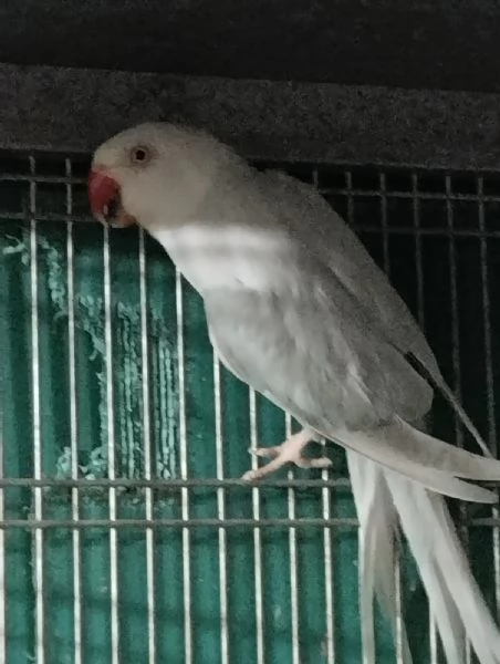 Parrocchetto Femmina dal collare Adulta