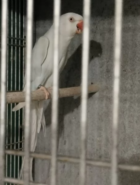 Parrocchetto Femmina dal collare Adulta | Foto 0