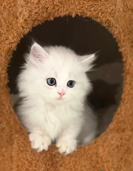 Gattini Munchkin per Adozione