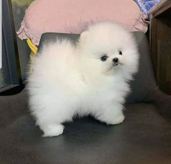 Cuccioli di Pomerania