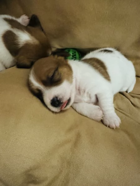 JACK RUSSELL TERRIER DI ALTA GENEALOGIA | Foto 4