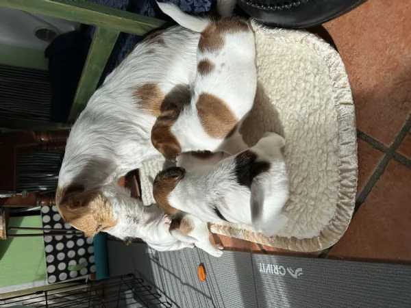 JACK RUSSELL TERRIER DI ALTA GENEALOGIA | Foto 1