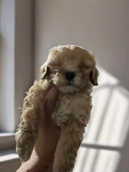 Barboncini toy | Foto 2