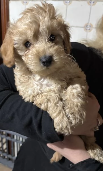 Barboncini toy | Foto 0