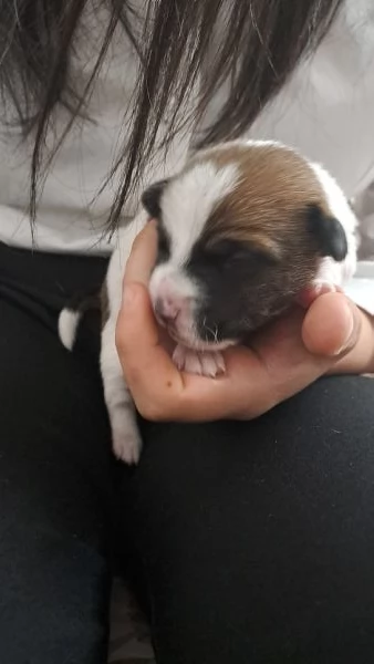 Cuccioli jack russell | Foto 4