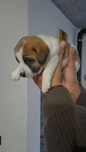 Cuccioli jack russell | Foto 3