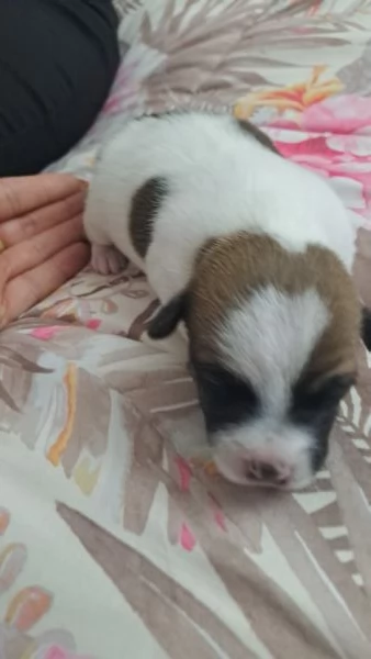 Cuccioli jack russell | Foto 2