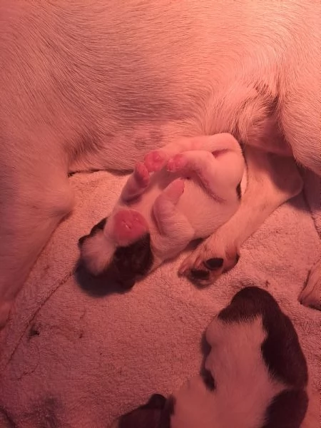 Cuccioli jack russell | Foto 1