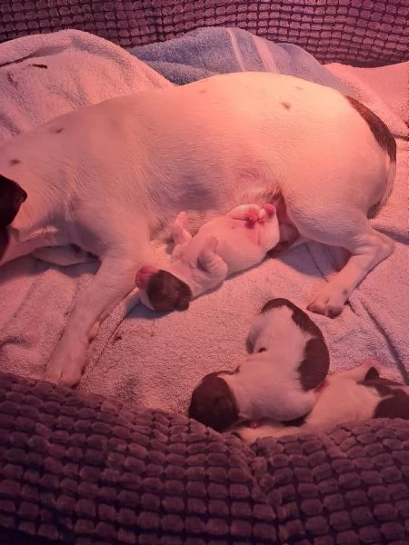 Cuccioli jack russell | Foto 0