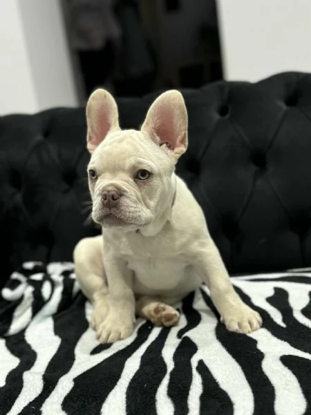 Cuccioli Bulldog Francese Platinum  | Foto 3