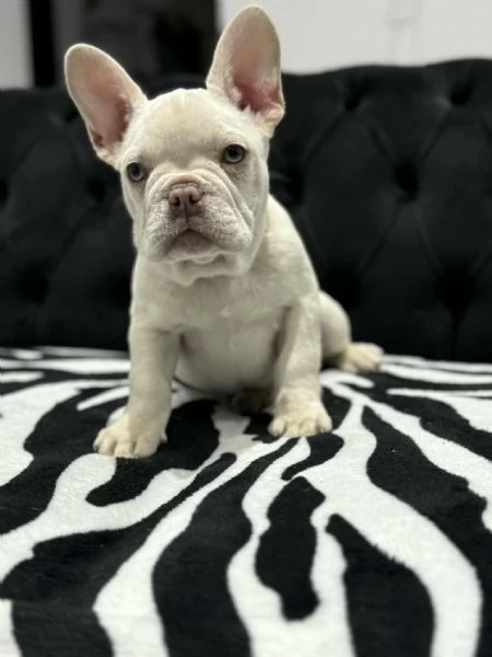 Cuccioli Bulldog Francese Platinum  | Foto 2