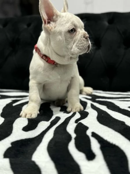 Cuccioli Bulldog Francese Platinum  | Foto 1
