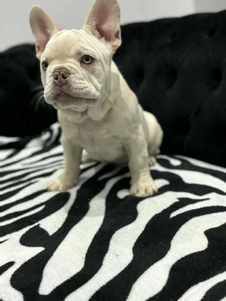 Cuccioli Bulldog Francese Platinum  | Foto 0