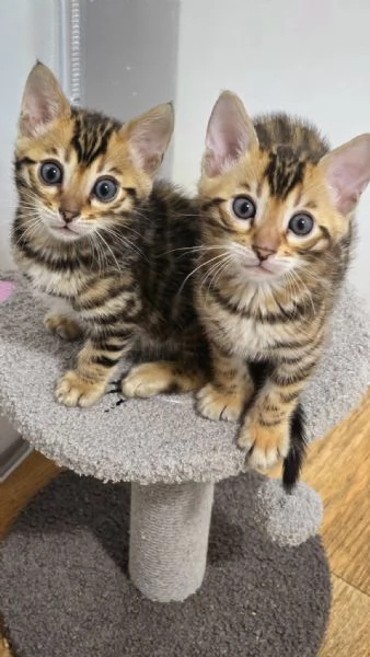 Cuccioli puri di gatto Bengala | Foto 0