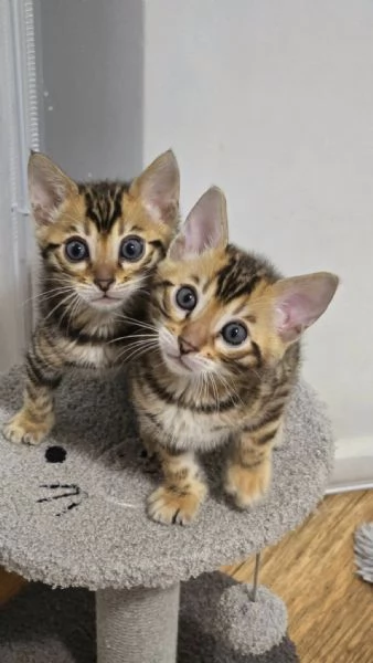 Cuccioli puri di gatto Bengala