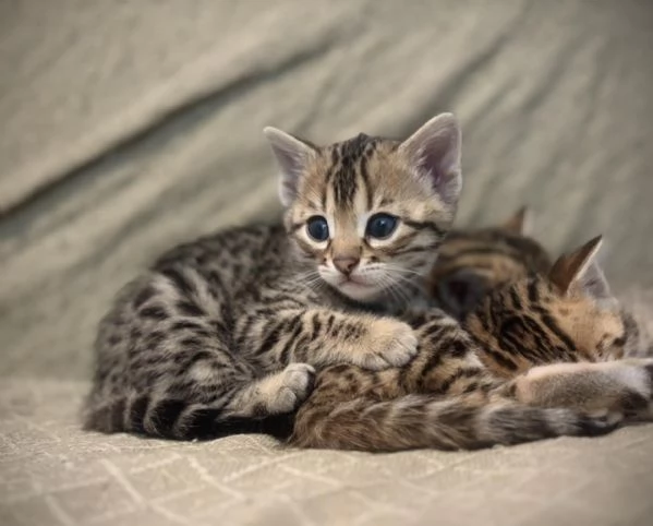 Cuccioli di gatti Bengala