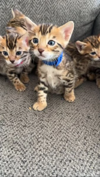 Disponibile bengala brown spotted tabby | Foto 0