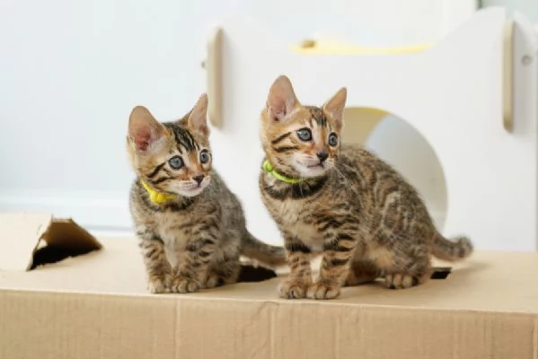 BENGAL CUCCIOLI DISPONIBILI