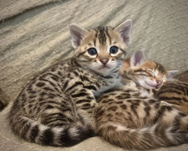 Due Bellissimi Bengala di 3 mesi