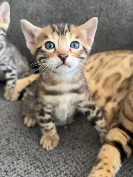 Cucciole di bengala | Foto 0