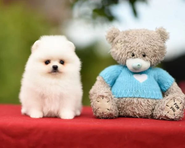 Cuccioli di Pomerania per ladozione