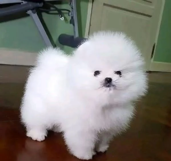 SPITZ DI POMERANIA NANOBIANCO
