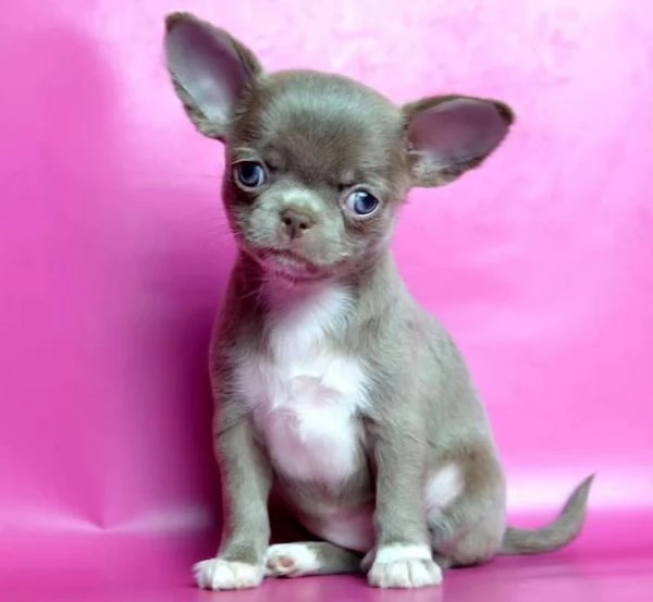chihuahua cucciola