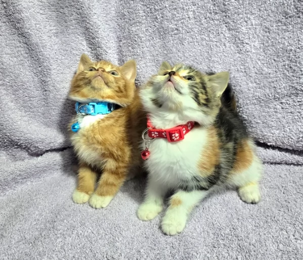 Gattini di Siberia per adozione