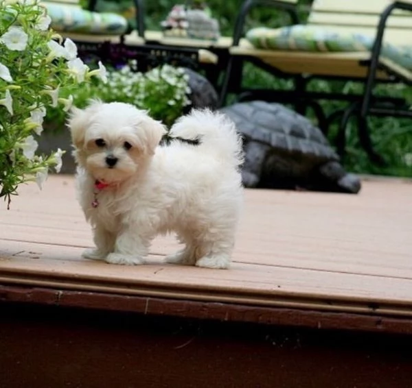 Cuccioli di Mini Toy Bichon Maltese in adozione