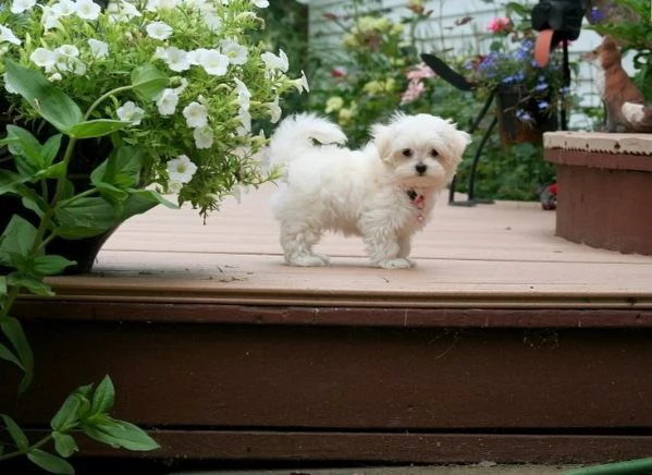 Cuccioli di Mini Toy Bichon Maltese in adozione | Foto 1